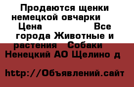 Продаются щенки немецкой овчарки!!! › Цена ­ 6000-8000 - Все города Животные и растения » Собаки   . Ненецкий АО,Щелино д.